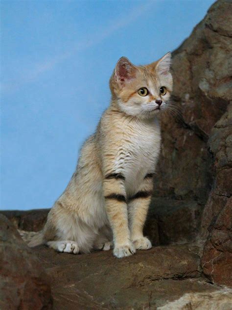 Sand cats have an exceptionally large middle ear cavity making them extremely sensitive to the small scratching sounds of burrowing rodents as well as large ears that can swivel and funnel sounds to the inner ear. Slightly smaller than a domestic cat, it has short legs, a wide head and large tapered ears. Head to tail 32”, 10” tall and ... 